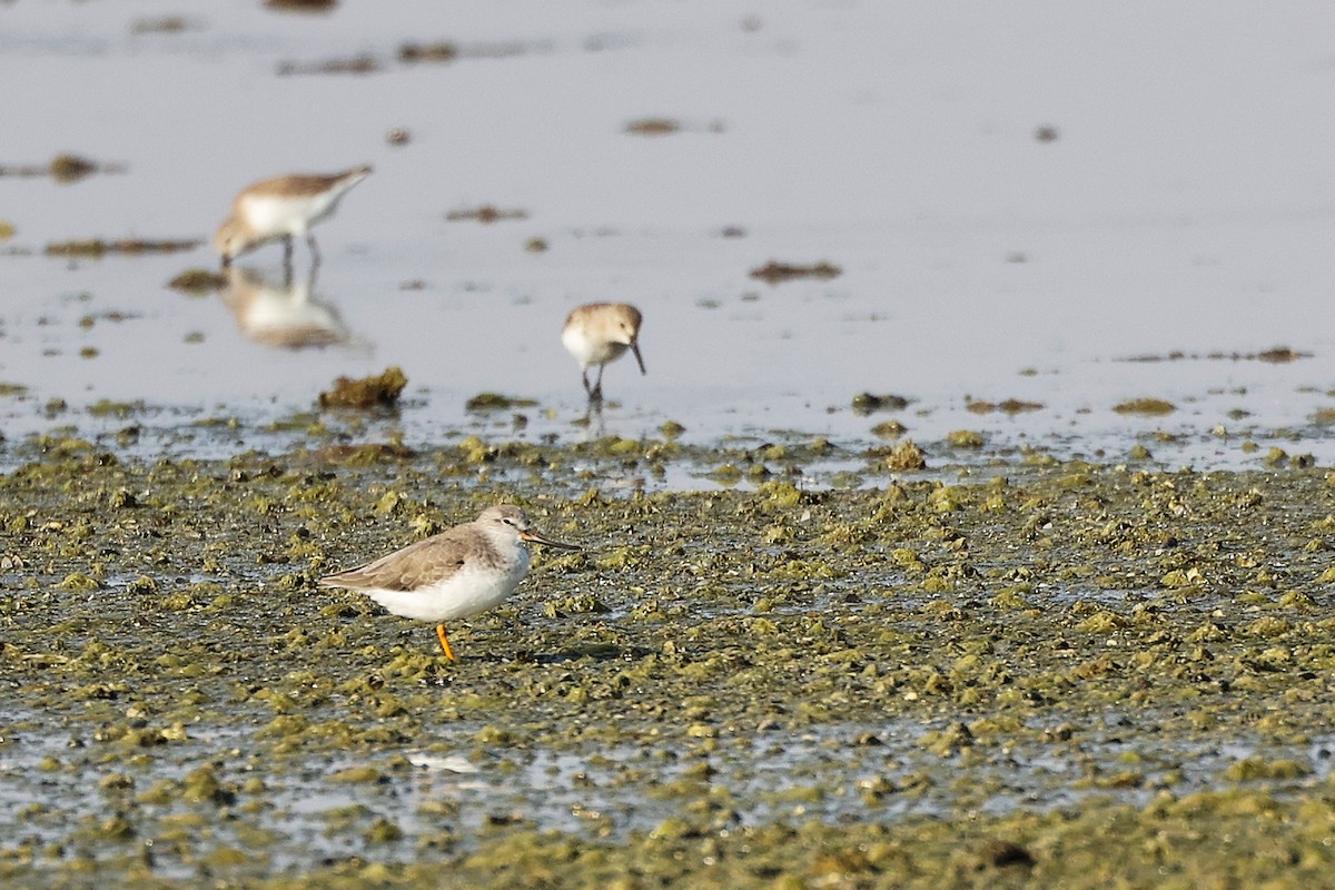 tereksnipe - ML645097128