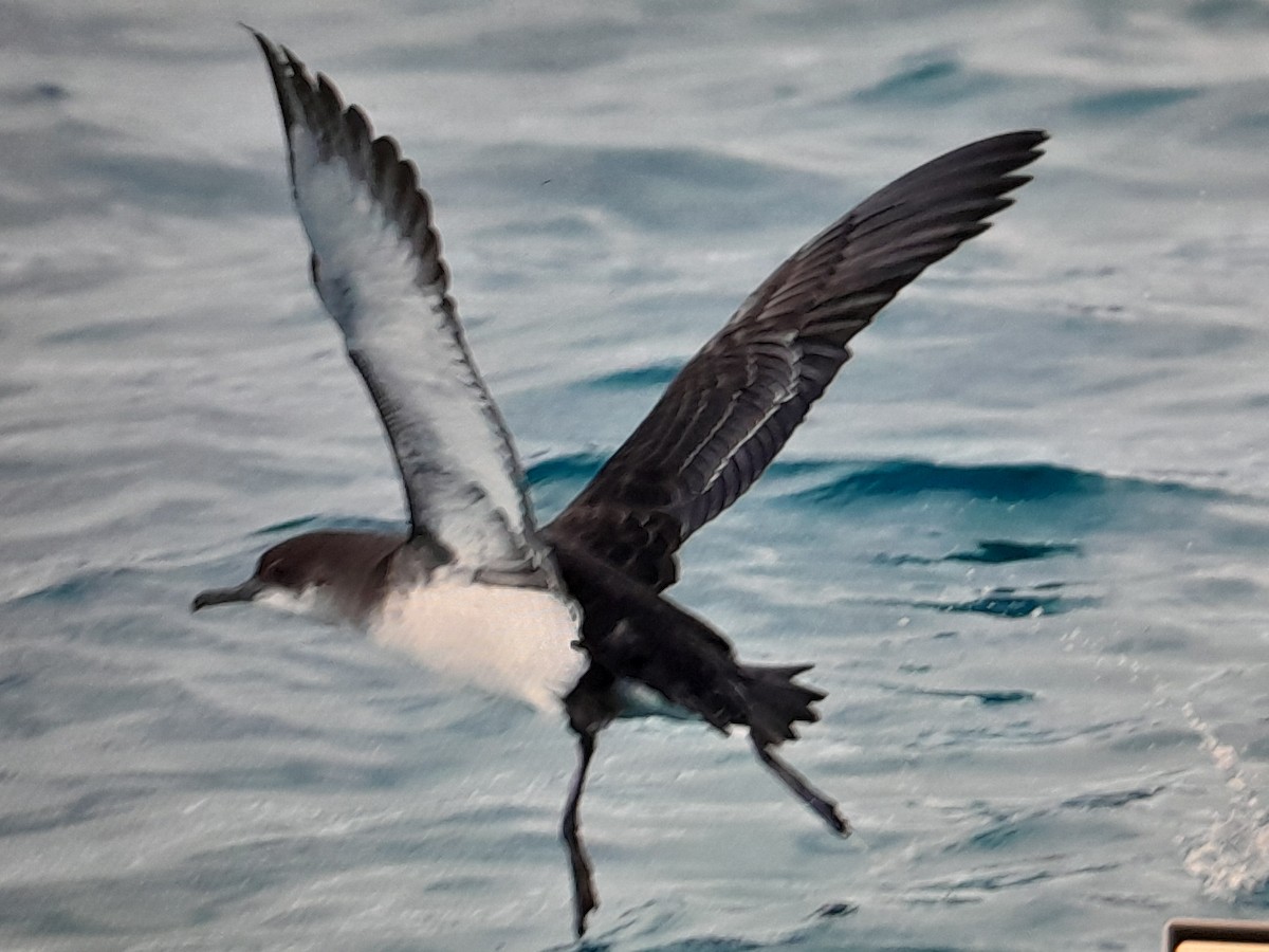 Fluttering Shearwater - ML645097129