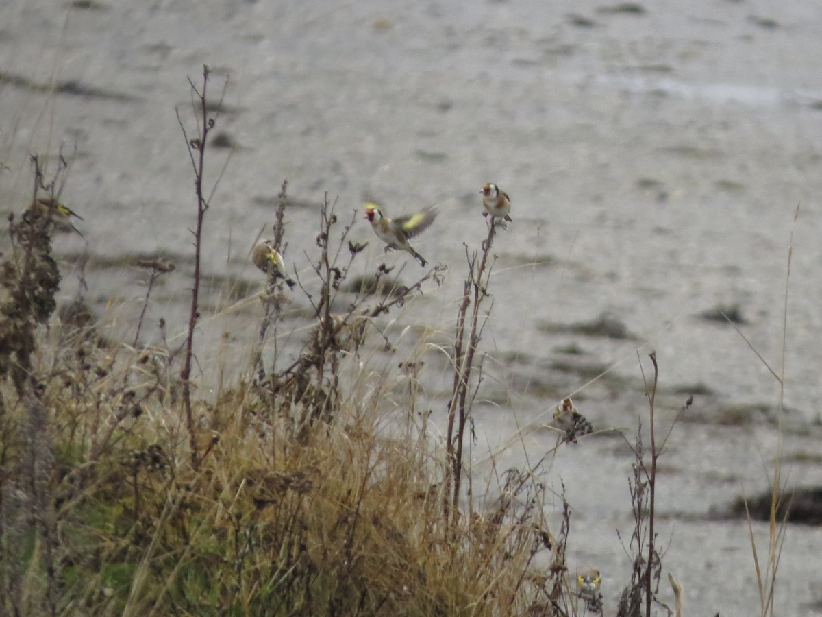 European Goldfinch - ML645097147