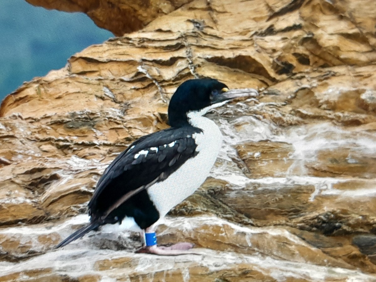 Warzenscharbe - ML645097149