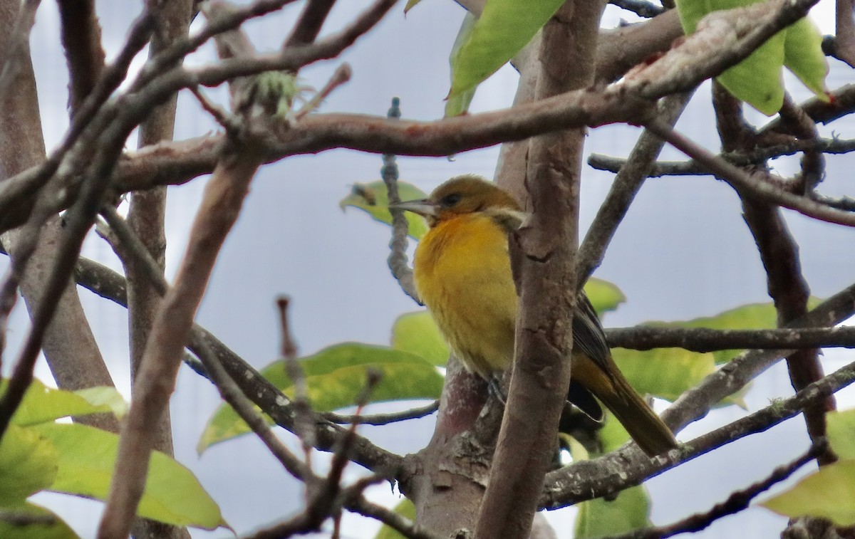 Балтиморский трупиал - ML645097157