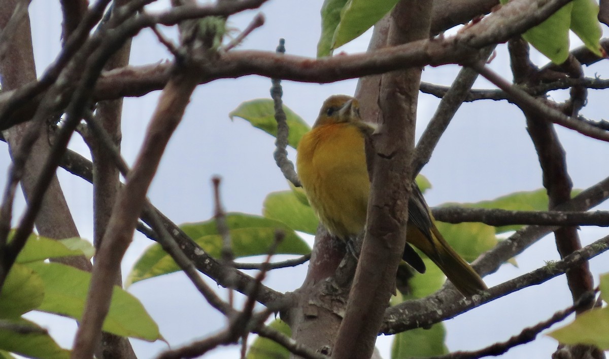 Балтиморский трупиал - ML645097160