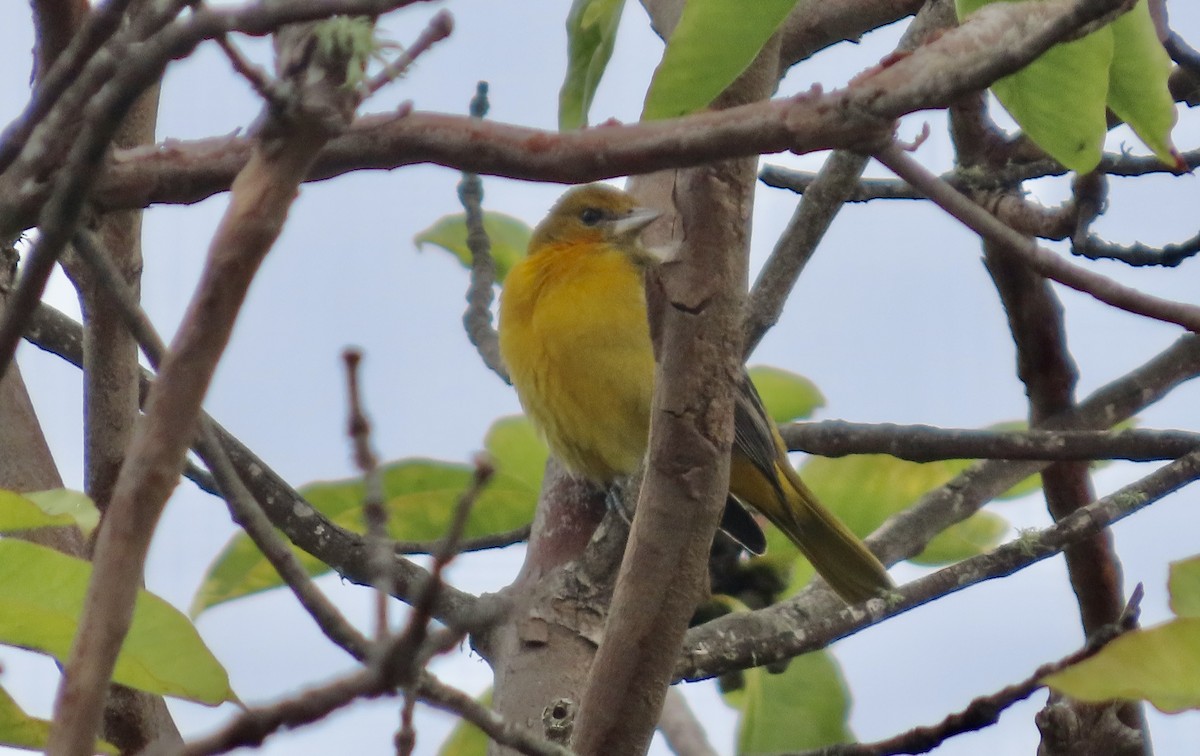 Балтиморский трупиал - ML645097164