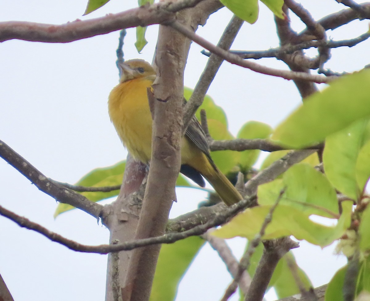 Балтиморский трупиал - ML645097166