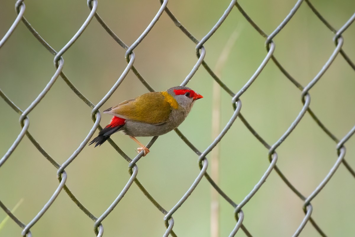 Red-browed Firetail - ML645097167