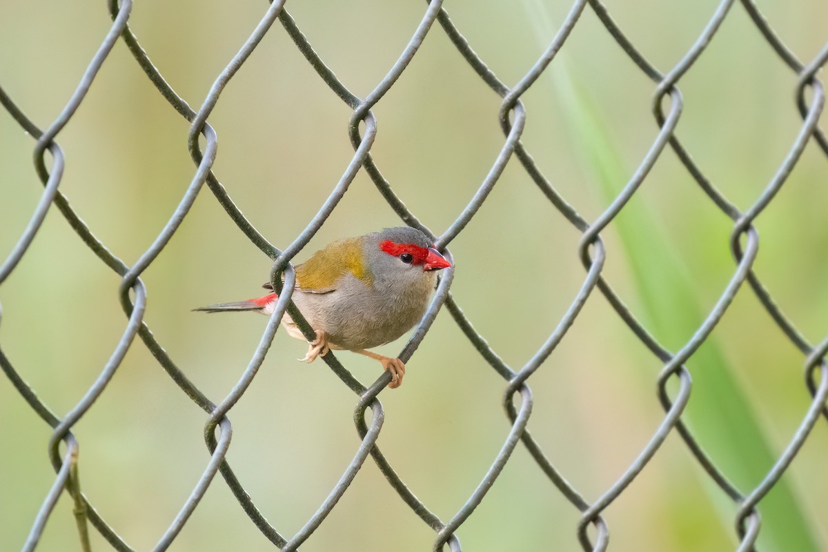Red-browed Firetail - ML645097169