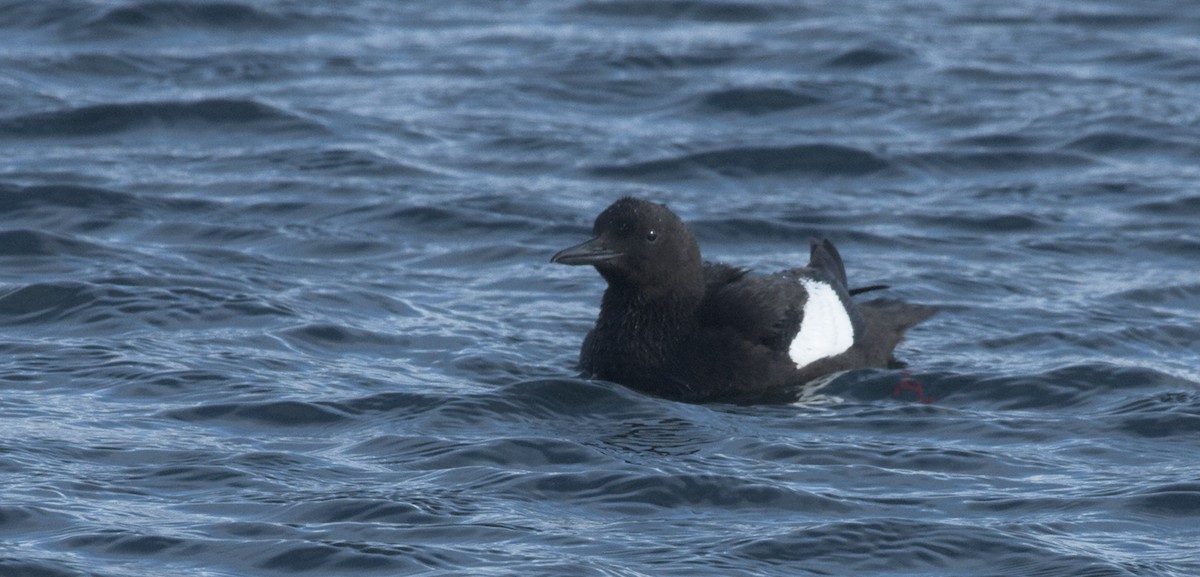 אוריה שחורה - ML645097170