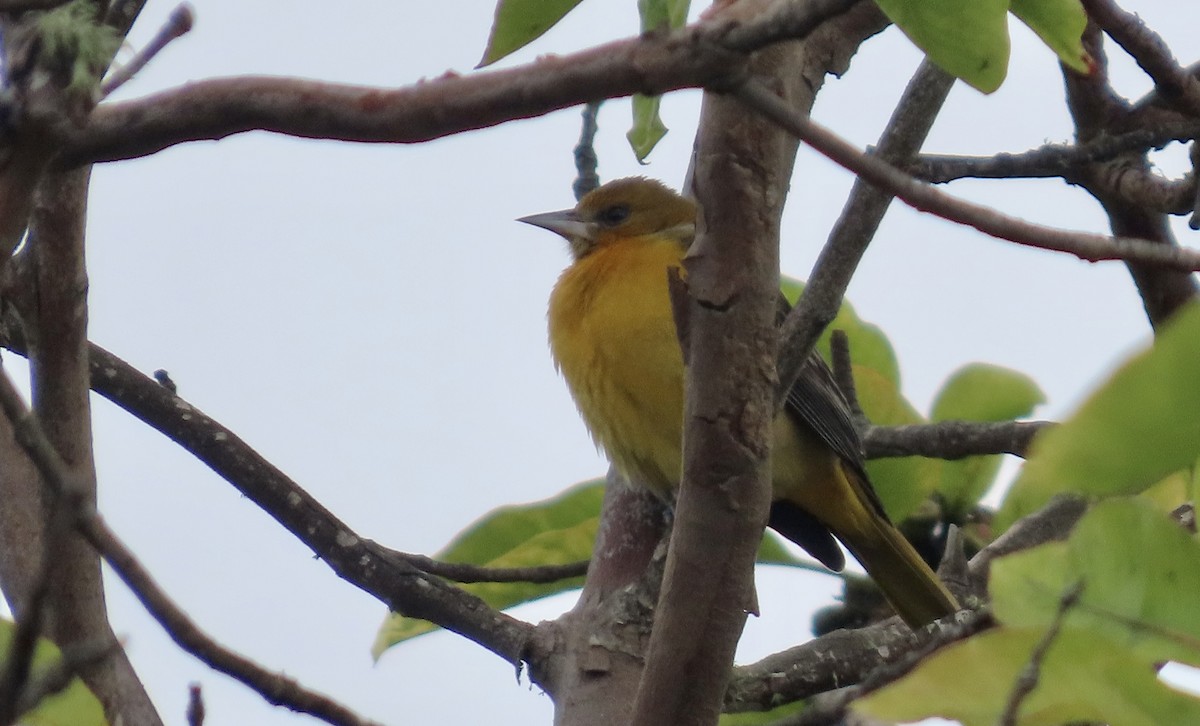 Балтиморский трупиал - ML645097171