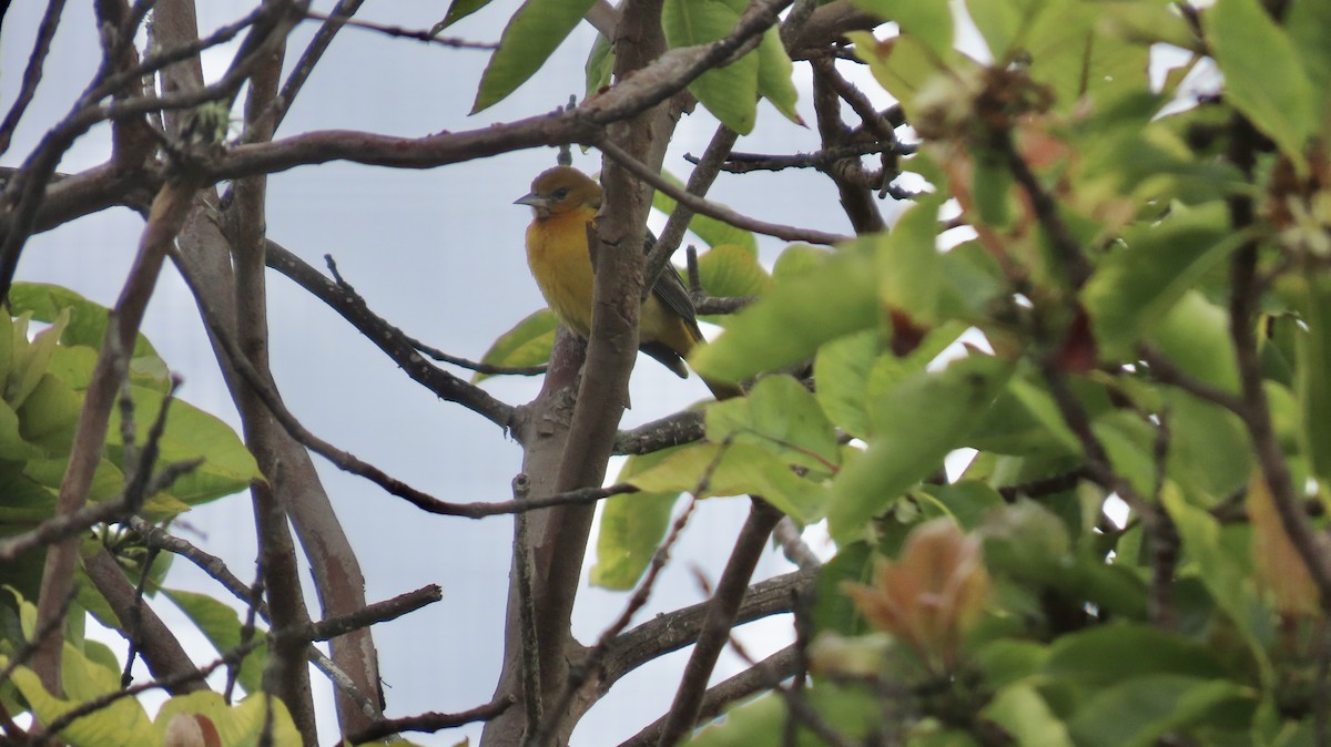 Балтиморский трупиал - ML645097173