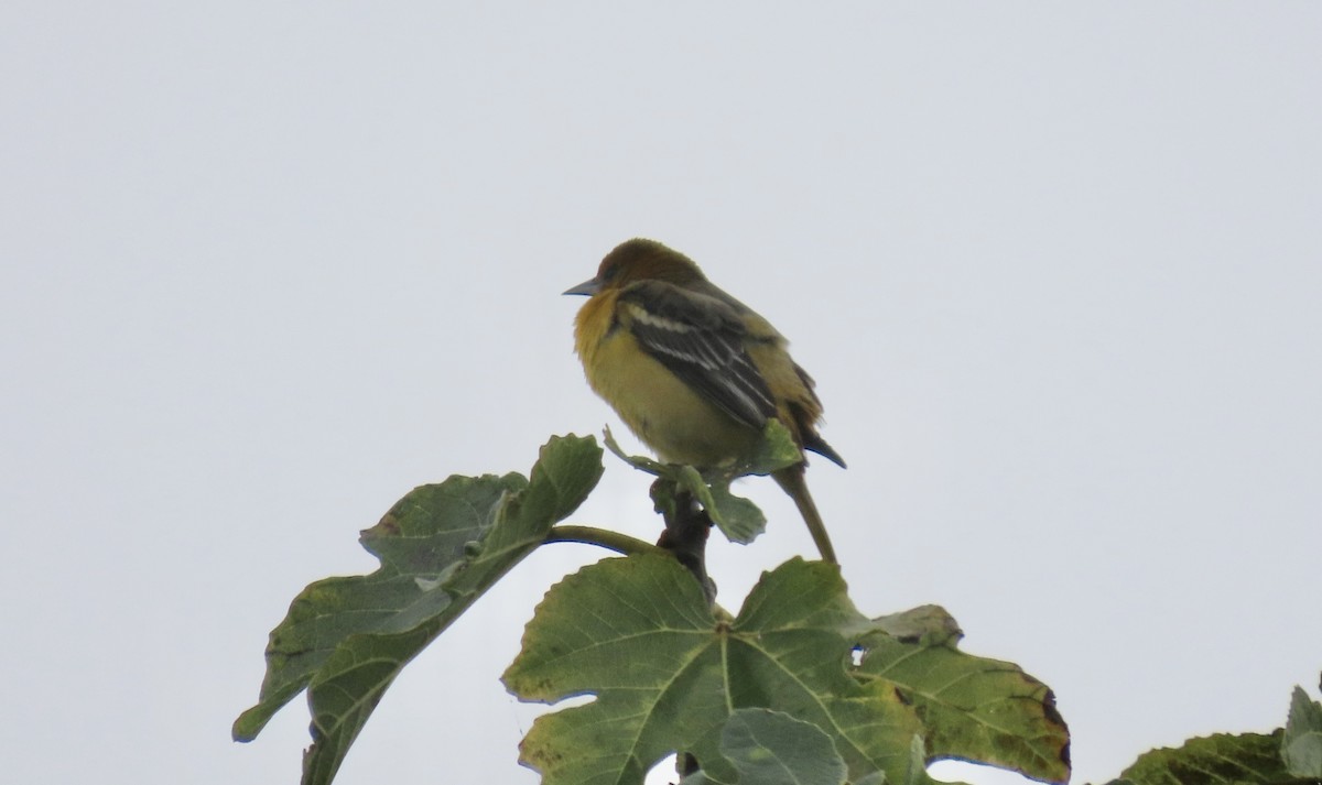 Балтиморский трупиал - ML645097174