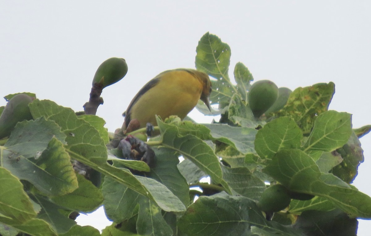 Балтиморский трупиал - ML645097178