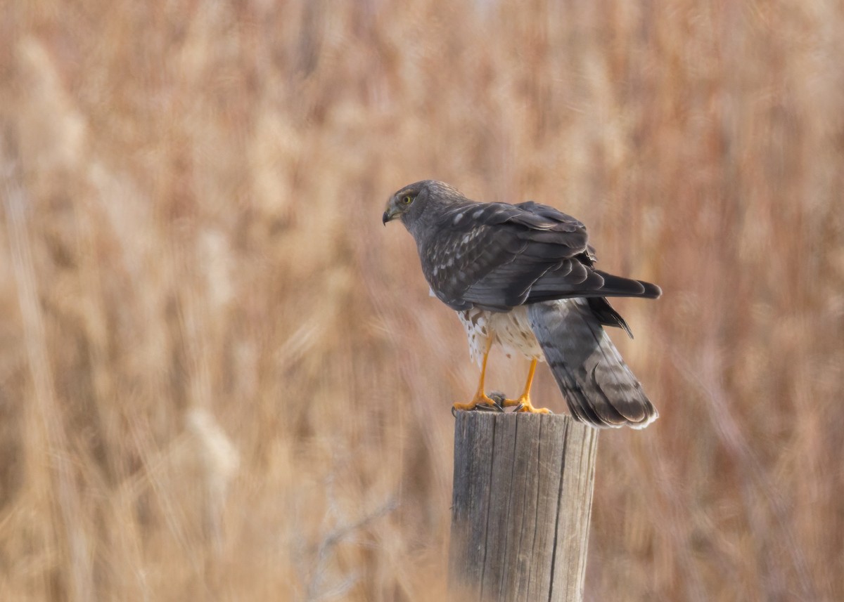 アメリカハイイロチュウヒ - ML645097182