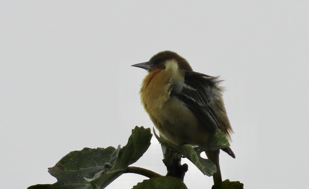 Балтиморский трупиал - ML645097183