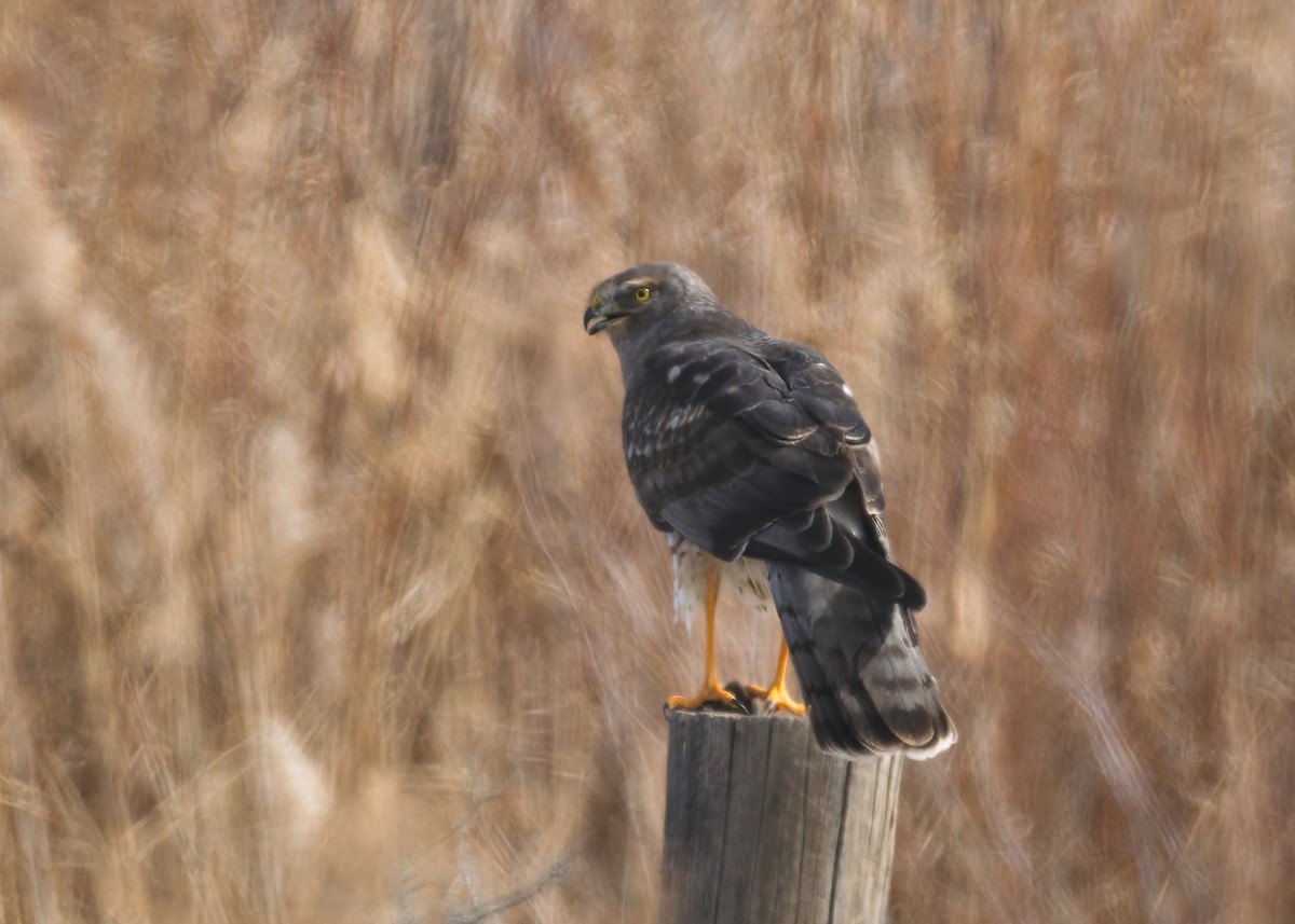 アメリカハイイロチュウヒ - ML645097184