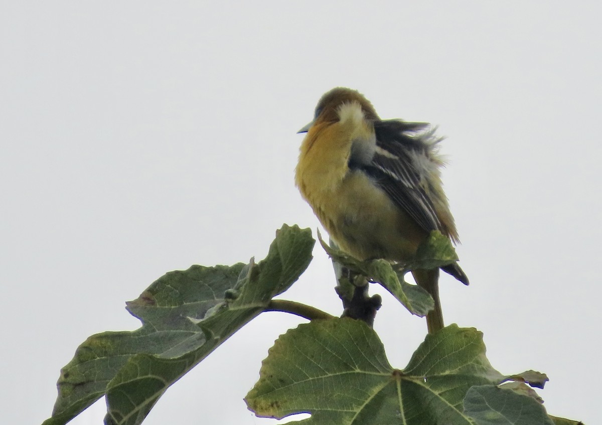 Балтиморский трупиал - ML645097186