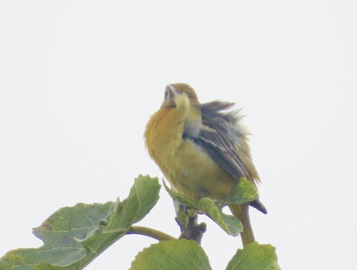 Балтиморский трупиал - ML645097187