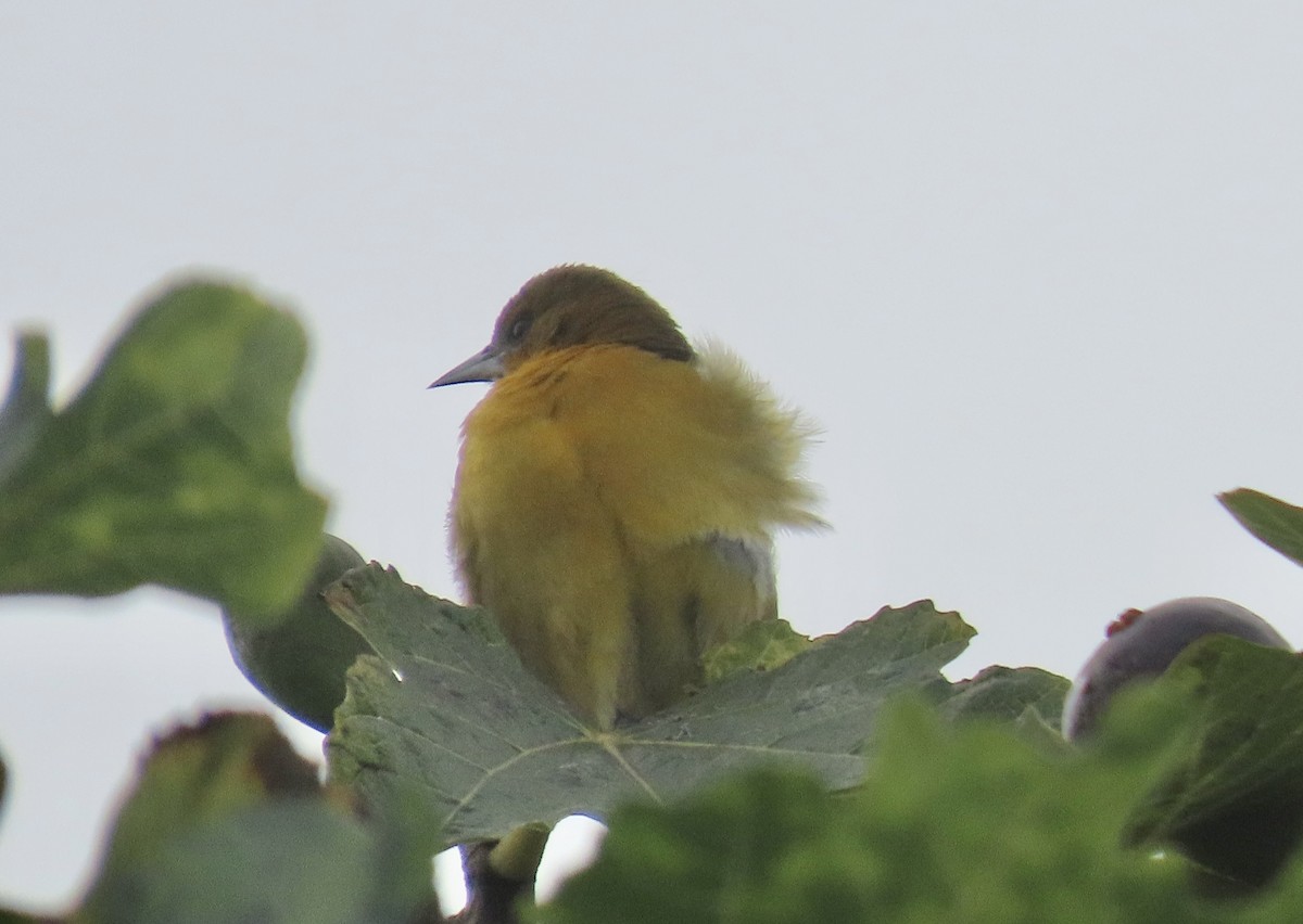 Балтиморский трупиал - ML645097189