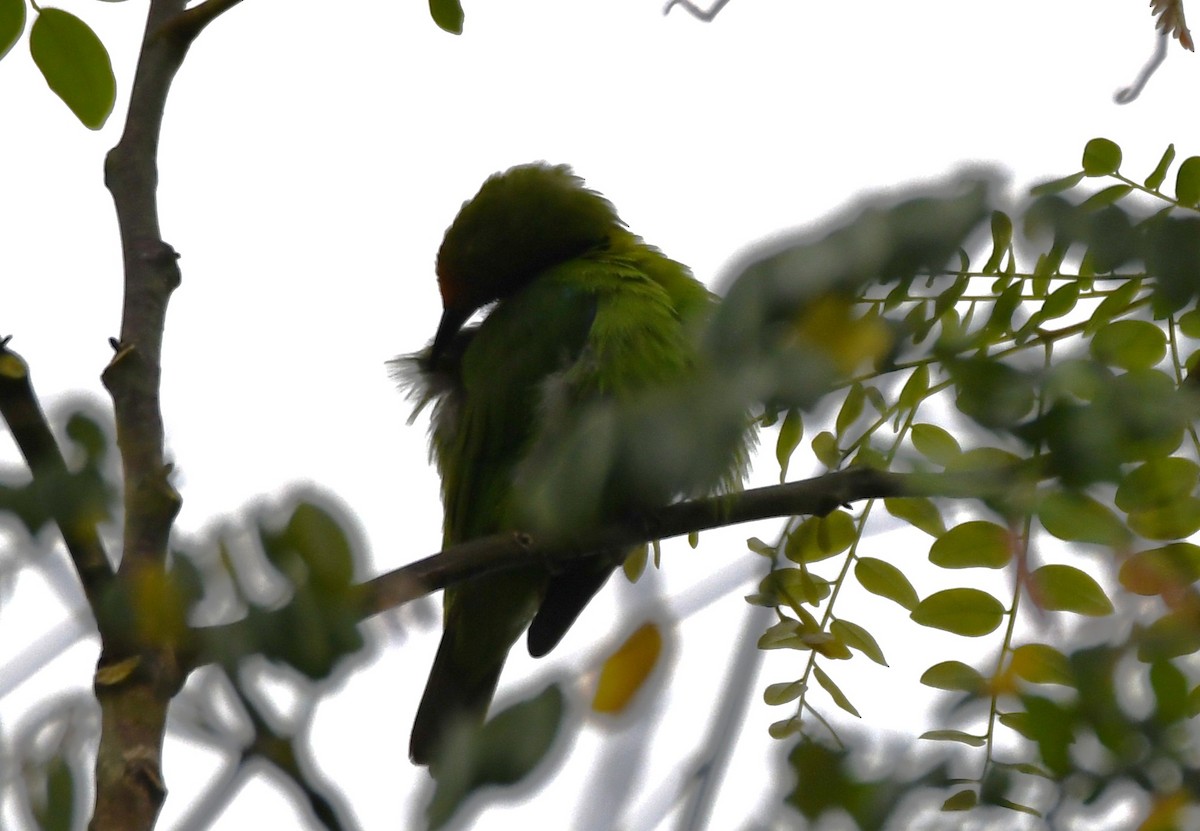 gyllenpannebladfugl - ML645097190