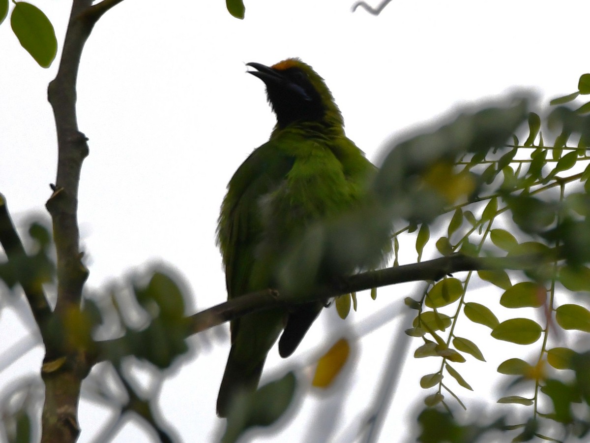 gyllenpannebladfugl - ML645097191