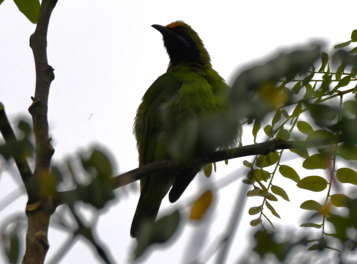 gyllenpannebladfugl - ML645097193