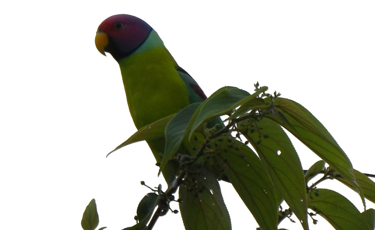 Plum-headed Parakeet - ML645097203