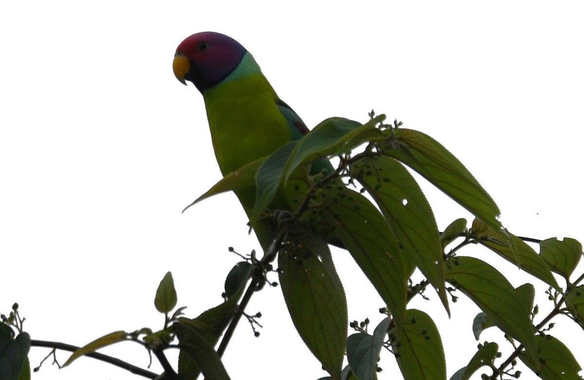 Plum-headed Parakeet - ML645097205