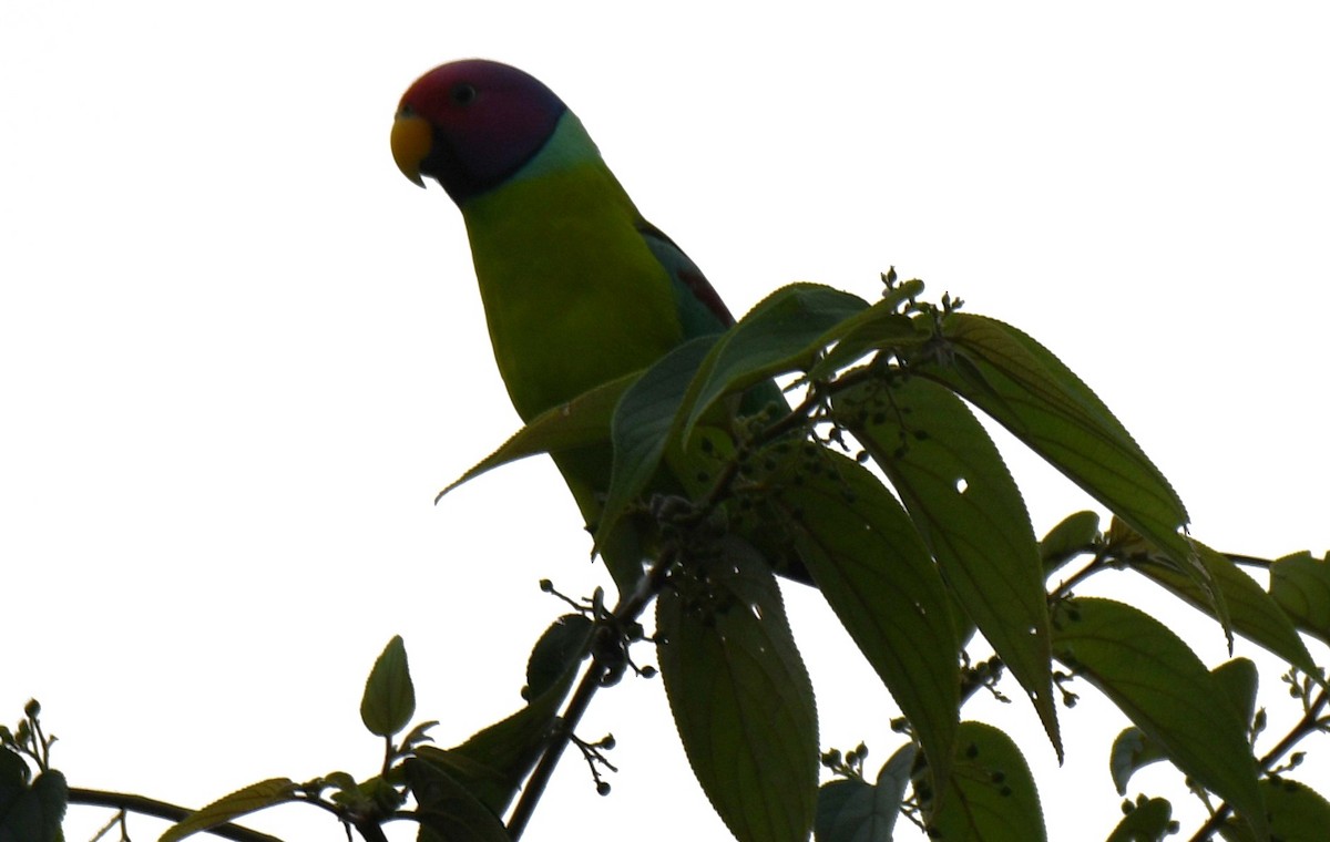 Plum-headed Parakeet - ML645097206