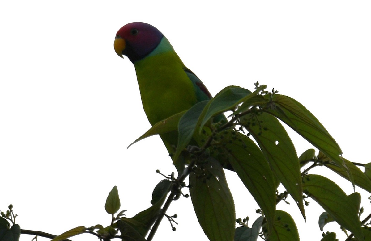 Plum-headed Parakeet - ML645097208