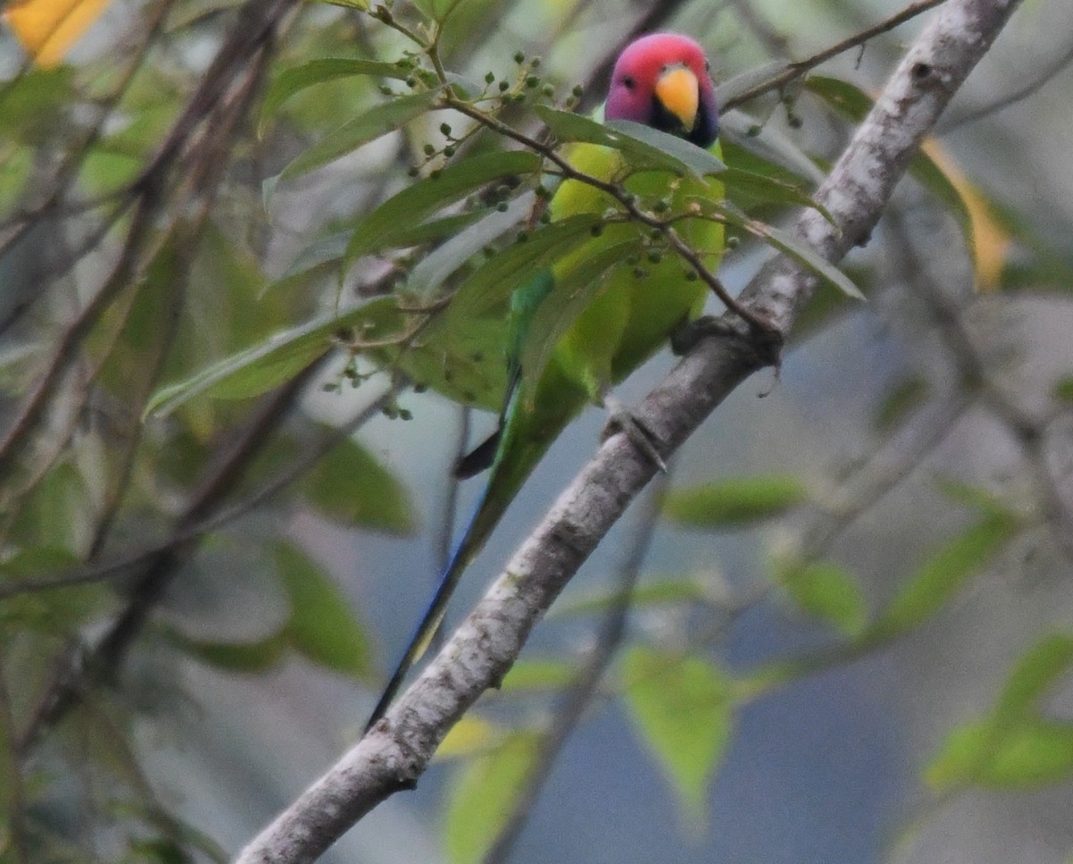 Plum-headed Parakeet - ML645097212