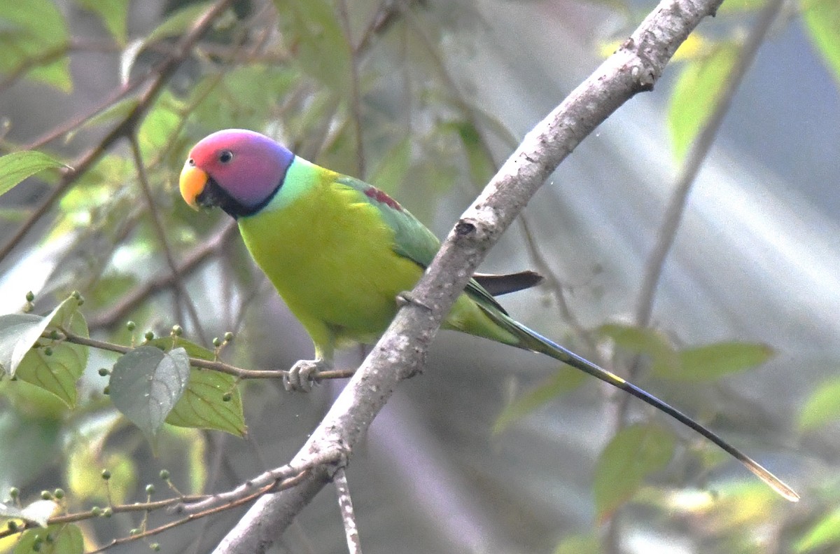 Plum-headed Parakeet - ML645097213