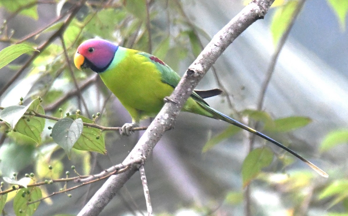 Plum-headed Parakeet - ML645097215