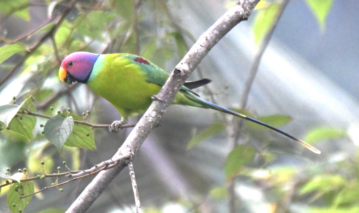 Plum-headed Parakeet - ML645097216