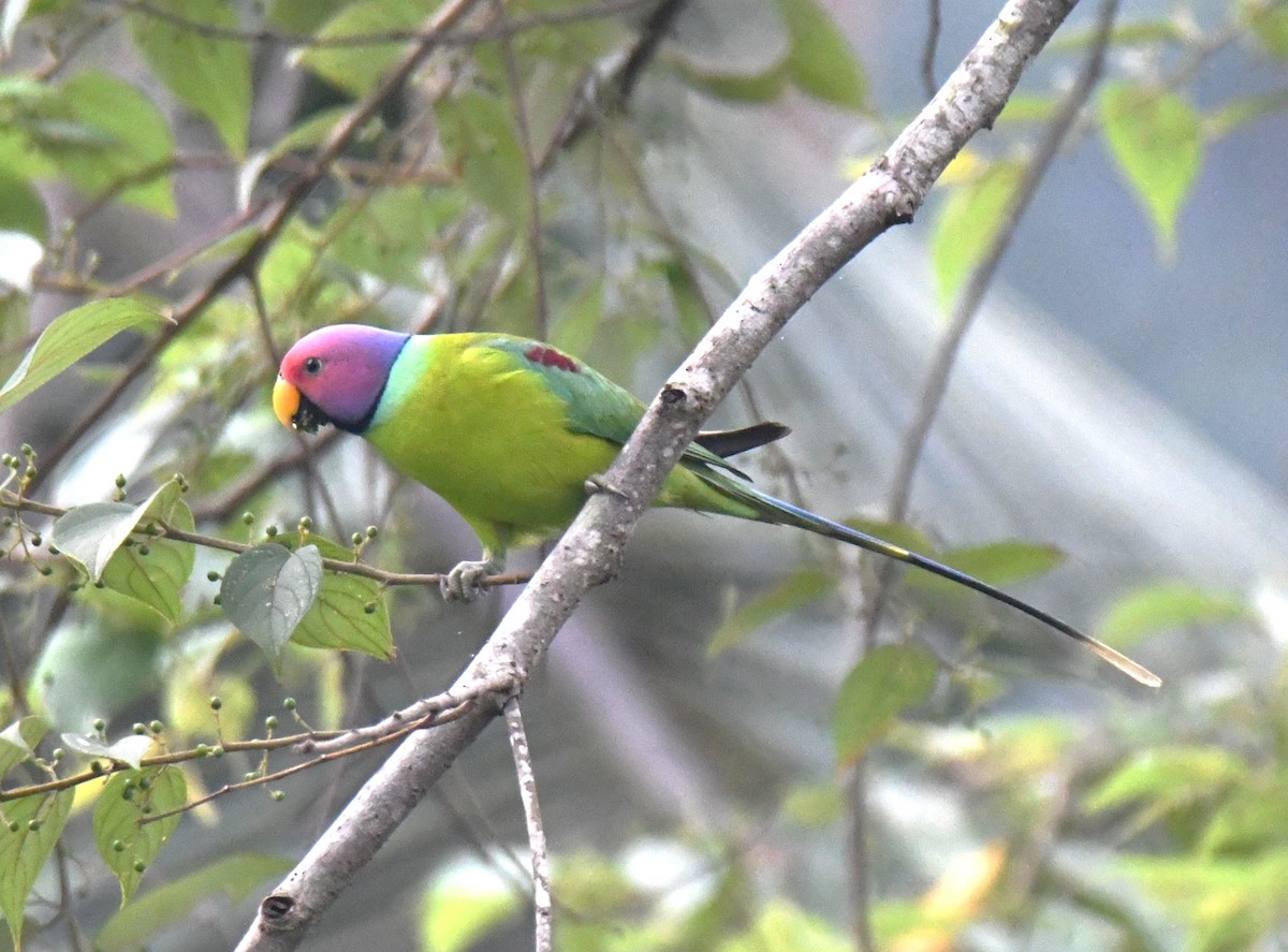 Plum-headed Parakeet - ML645097217