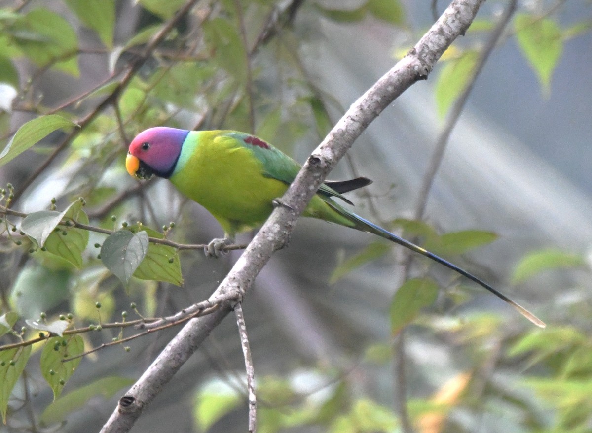 Plum-headed Parakeet - ML645097219