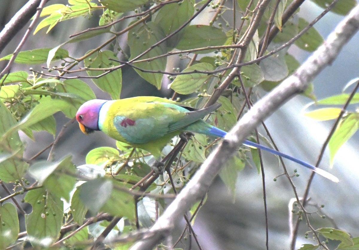 Plum-headed Parakeet - ML645097221