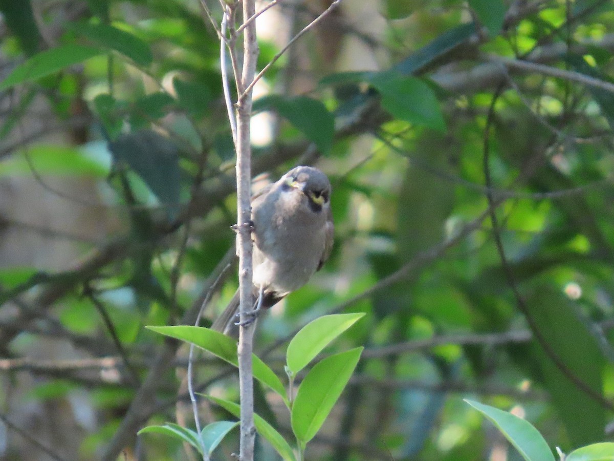 Желтолицый медосос - ML645097227