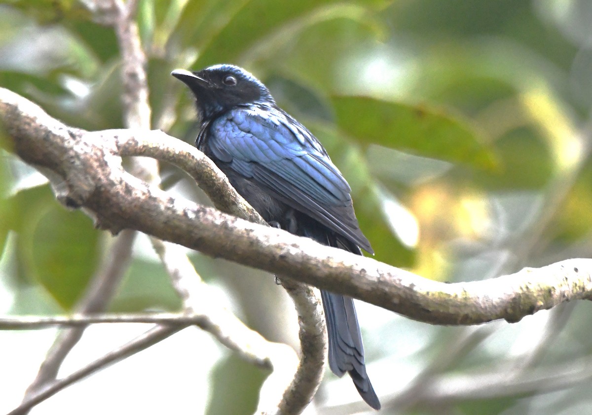 Бронзовый дронго - ML645097230