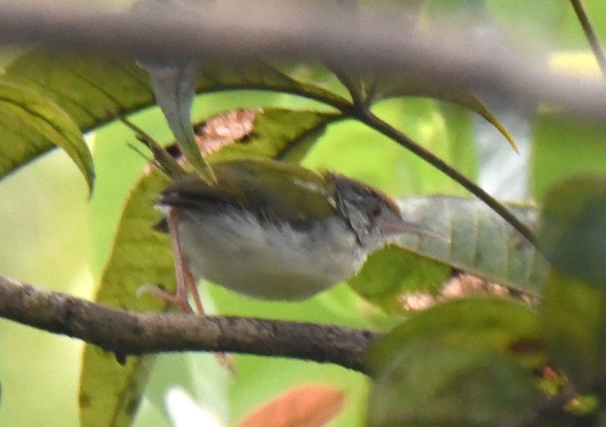 Красношапочная портниха - ML645097231