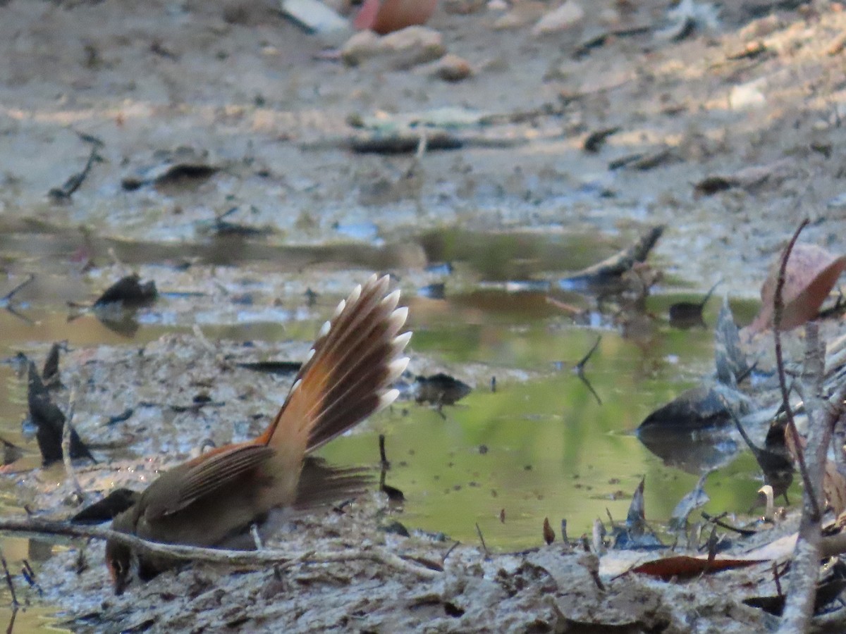 Australian Rufous Fantail - ML645097234