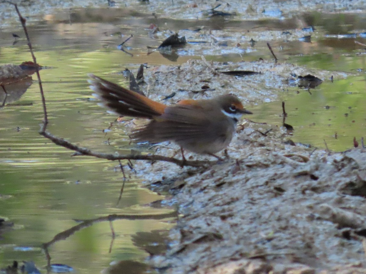 Australian Rufous Fantail - ML645097235