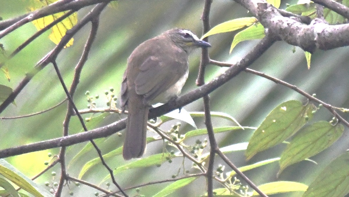 Индийский бюльбюль - ML645097236