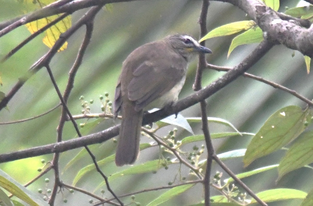 Индийский бюльбюль - ML645097237