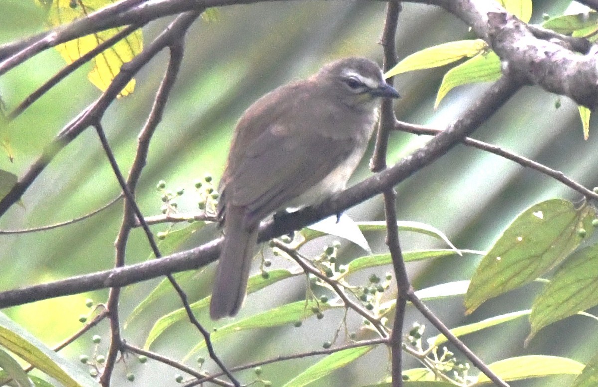 Индийский бюльбюль - ML645097238