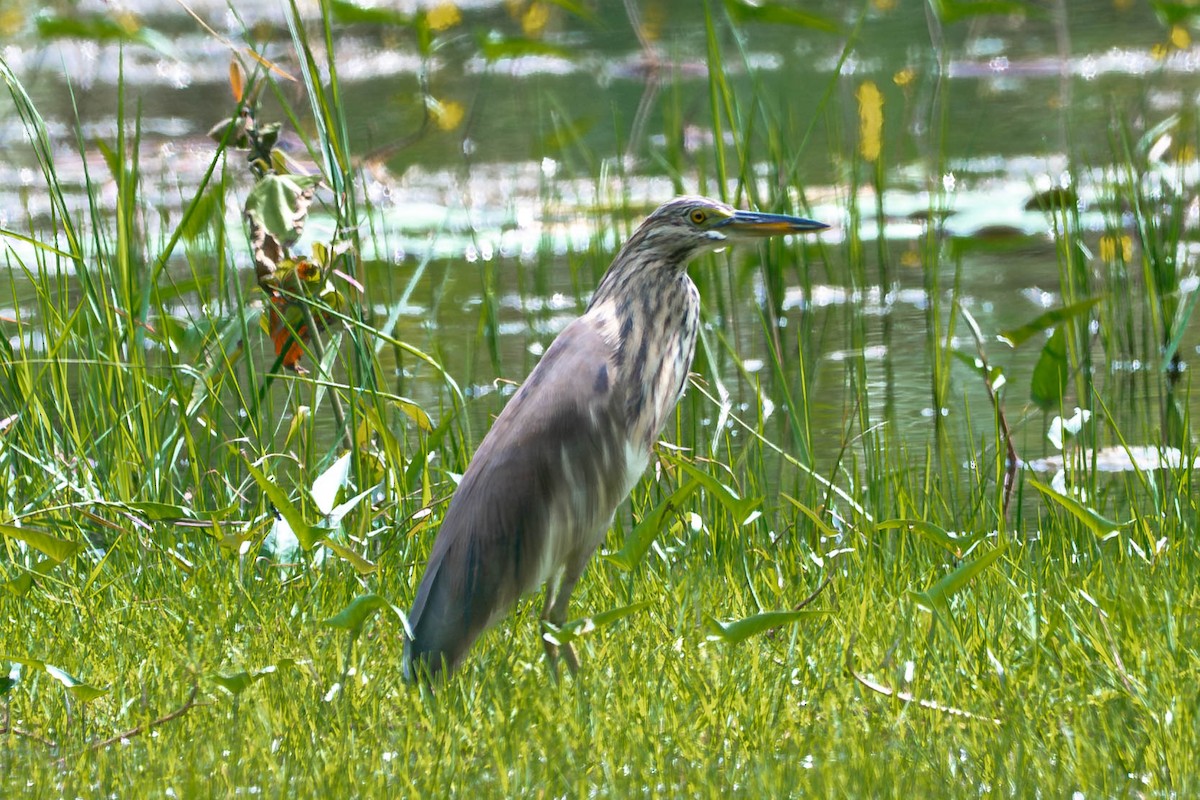 Белокрылая цапля - ML645097240