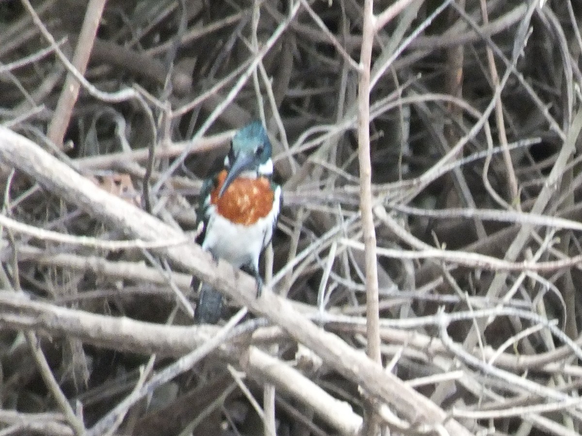 Зелёный зимородок - ML645097241