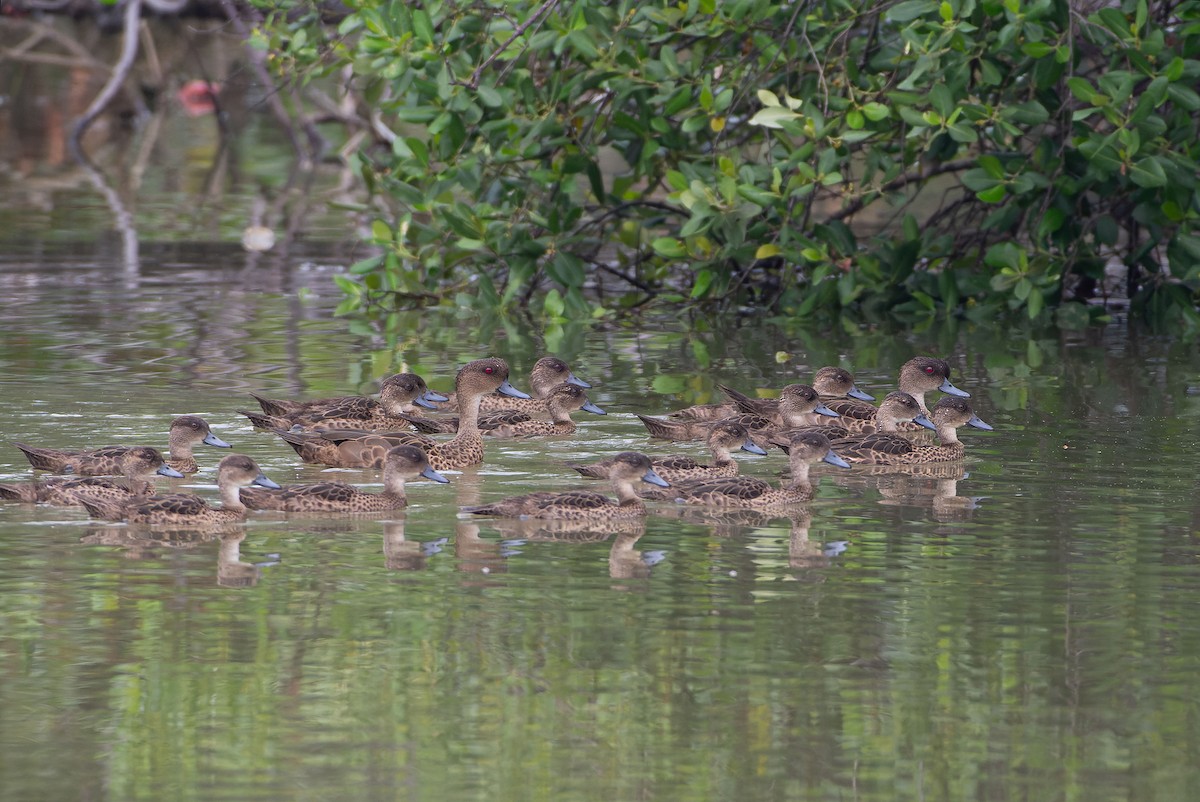 Зондский чирок - ML645097242