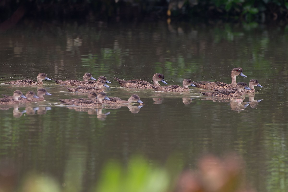 Зондский чирок - ML645097243