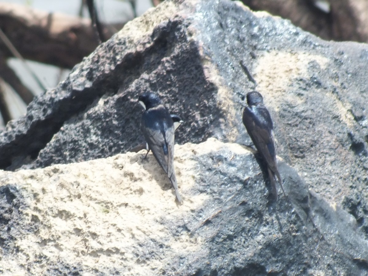 Ожереловая ласточка - ML645097244