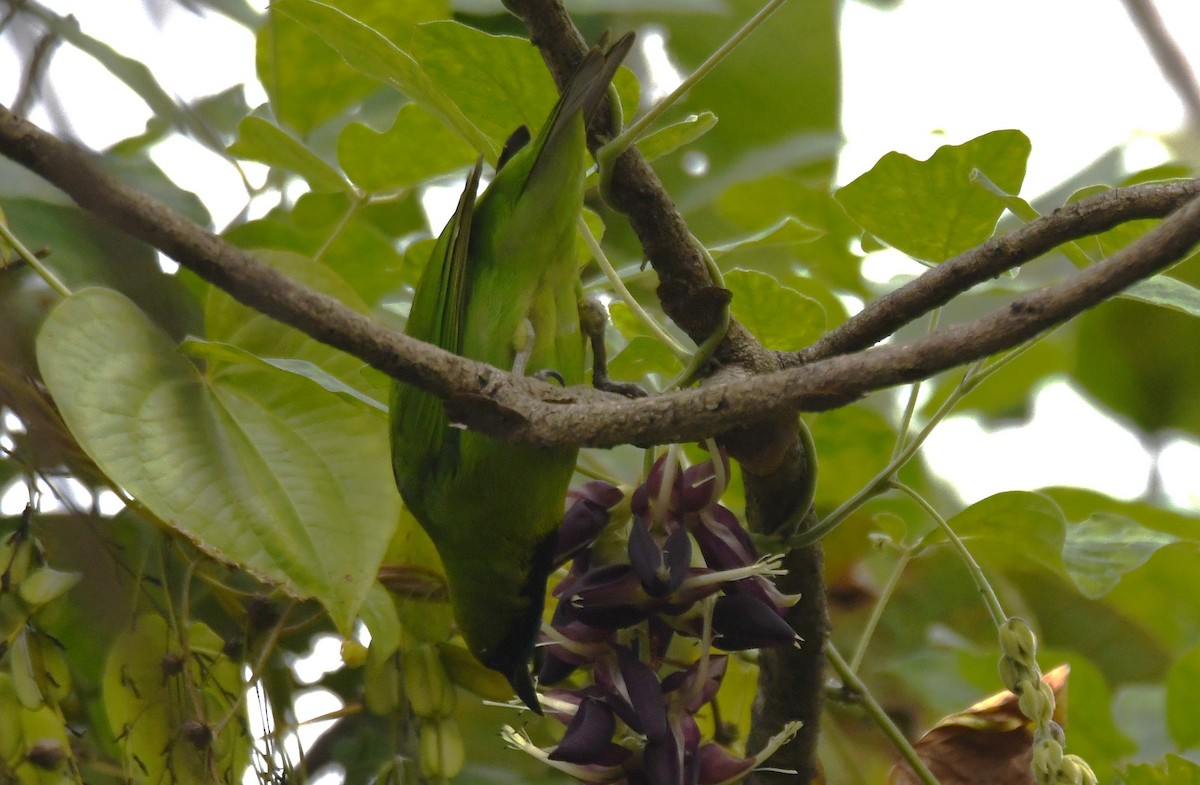 Золотолобая листовка - ML645097245