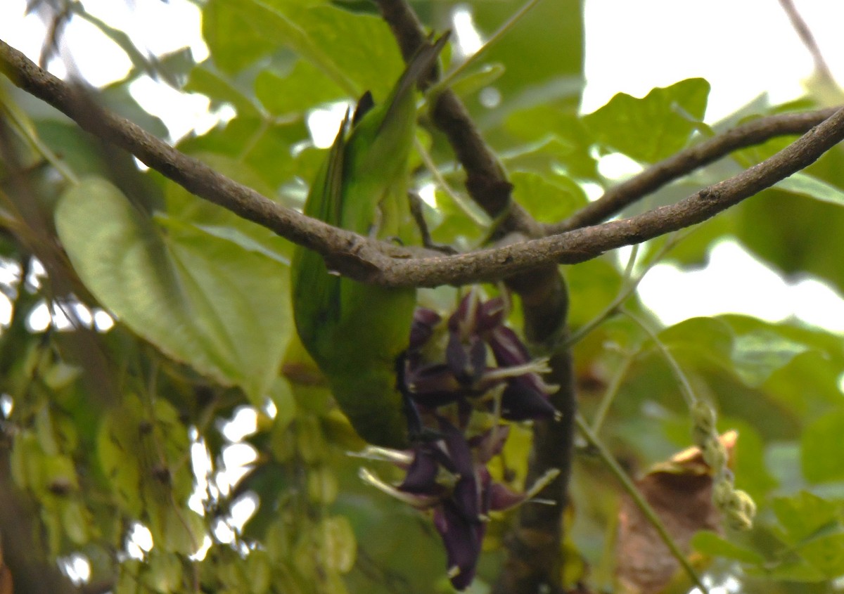 Золотолобая листовка - ML645097249